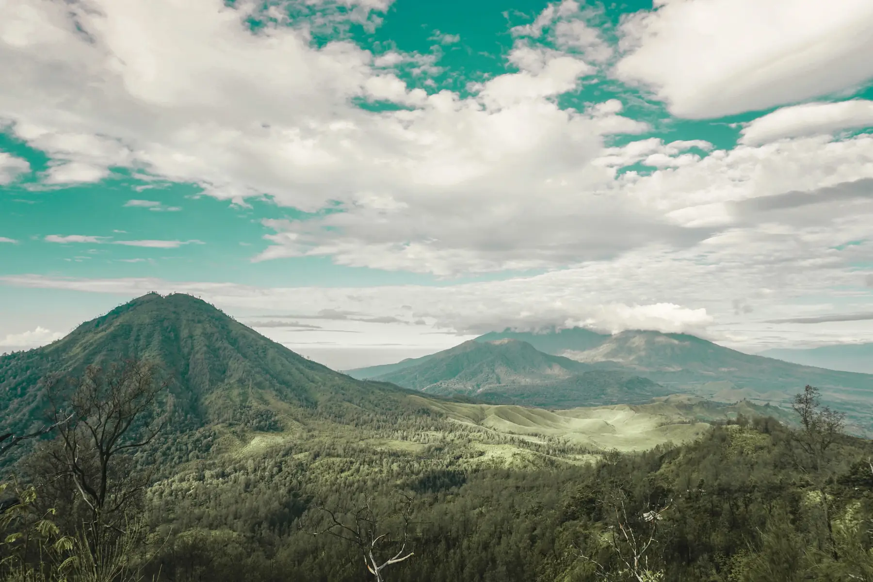 Hutan Djawatan